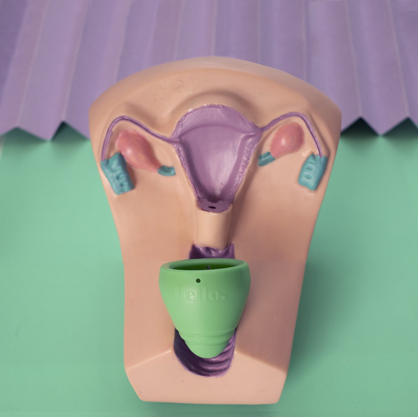 low cervix Hello Cup in anatomy model for scale